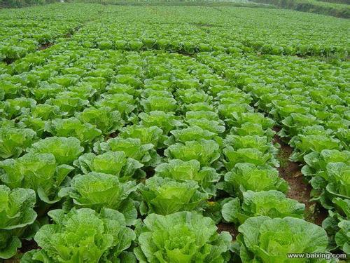 【图】- 买菜做饭网绿色有机蔬菜配送 - 成都高新南延线食品/农产品