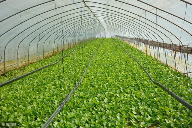 大棚蔬菜种植种植户掌握好这3点确保蔬菜品质与产量