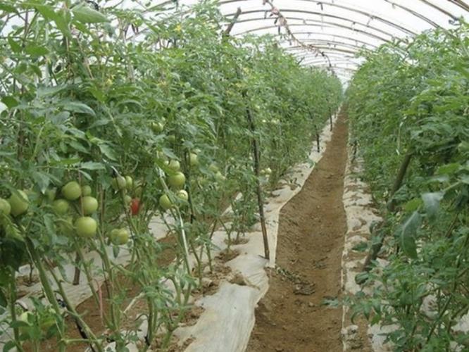 作为农业大省,河南大棚蔬菜种植基地有哪些?